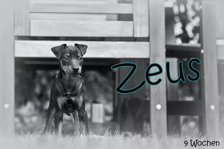 Zeus - 9 weeks