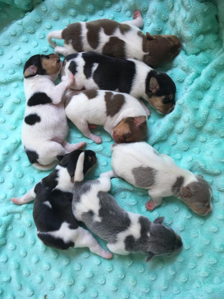 We have puppies! The new litter of brazilian terriers was born in September 5th.